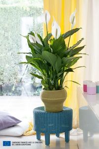 Spathiphyllum_04