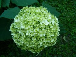 Hortensia_01