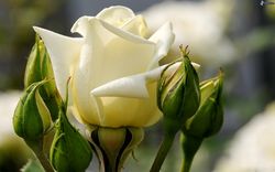 Roses blanches