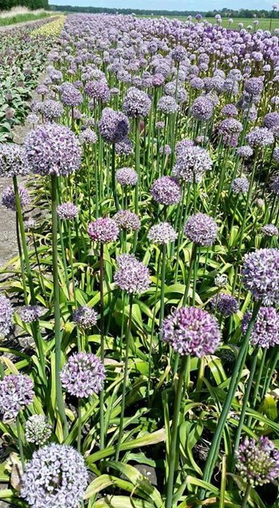 Allium_05