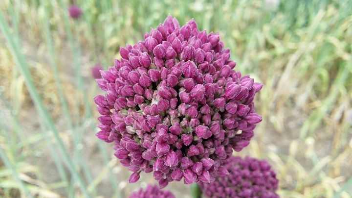 Allium_07