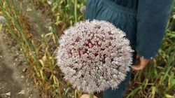 Allium_10