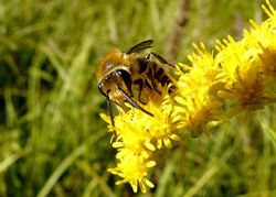 Pollinisation photo Patrick Straub _ 01