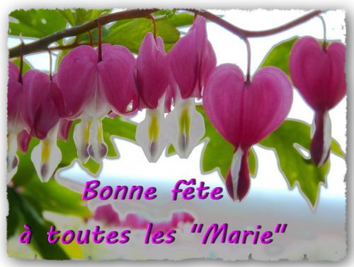 Coeur de marie fête