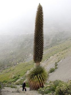 Puya de Raymond