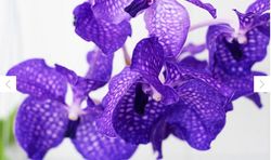 Orchids Vanda