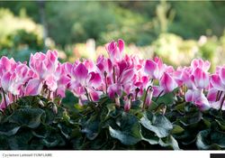 Cyclamens MOREL 04