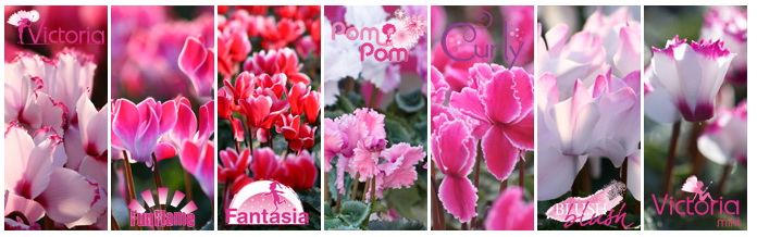 Cyclamens MOREL 01