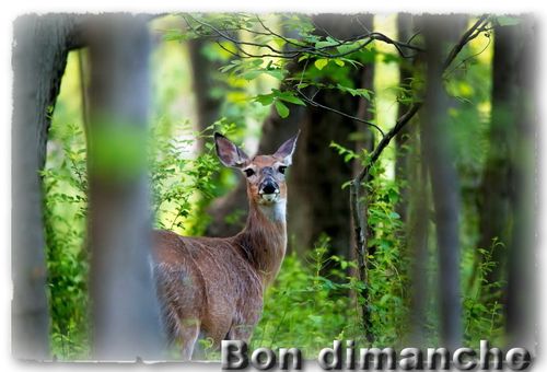 Dimanche biche