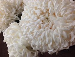 Chrysantheme 11