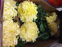 Chrysantheme 12