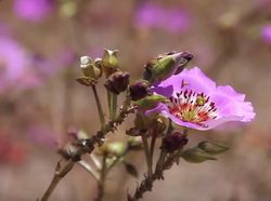 Atacama