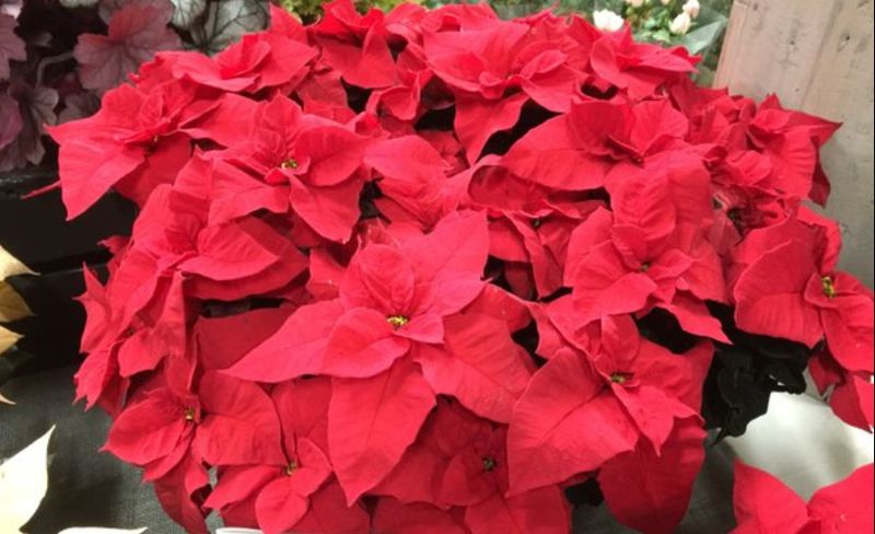 Poinsettia