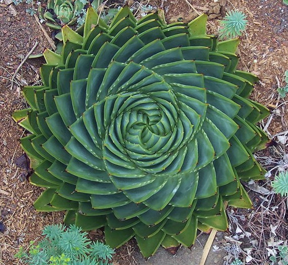 Aloès spirale