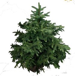 Interflora sapin