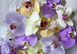 Phalaenopsis fleurs