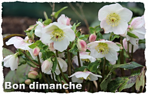 Helleborus_Marshmallow