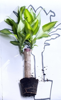 Dracaena