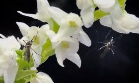 Orchidee-odeur-humaine-moustique