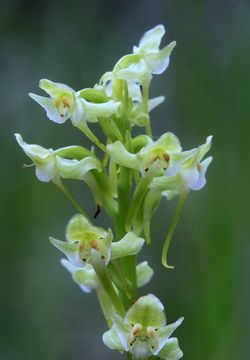 Platanthera obtusata_01