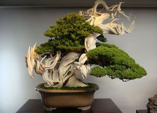 Bonsai 06