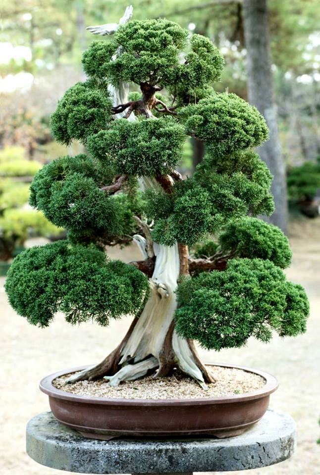 Bonsai 04