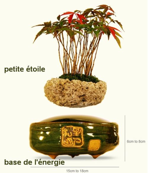 100 PCS Saintpaulia ionantha Belle Plante des Plantes Bonsai Fleur Plantes dAfrique Violet Bonsai Bricolage Jardin Plantes 6 