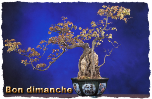 Dimanche bonsai