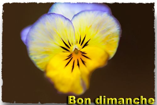 Dimanche viola