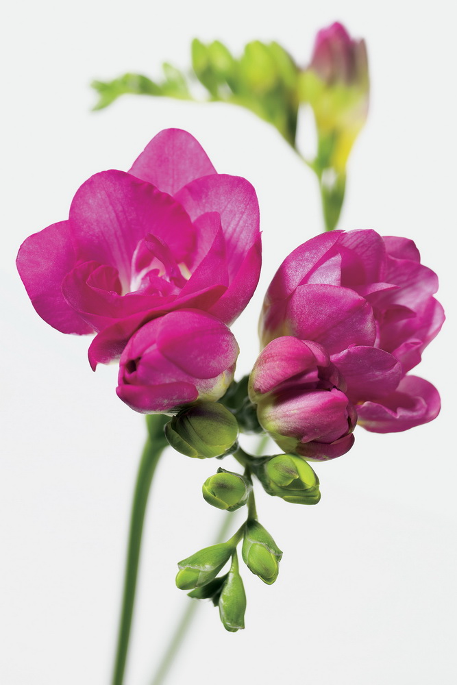 Freesia_06