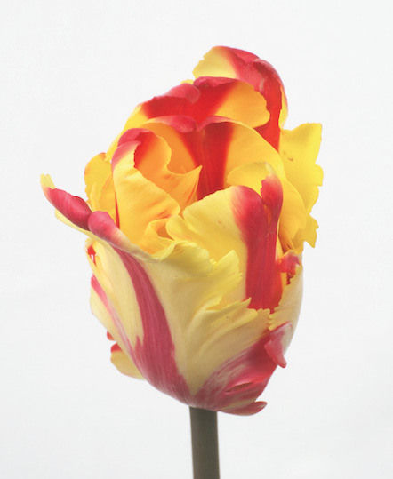 SICA tulipe Flaming Parrot