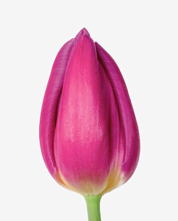 SICA tulipe Purple Prince