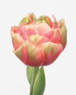 SICA tulipe Renown Unique