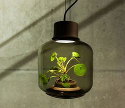 Lampe plante