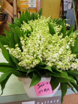 Muguet ann'flore