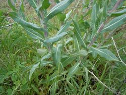 Isatis_tinctoria_feuilles