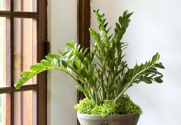 Zamioculcas