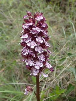 Orchis-pourpre