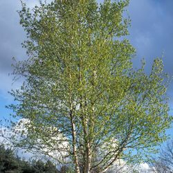 Betula-pendula