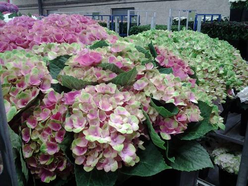 Siac hortensias