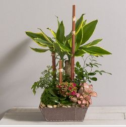 Interflora mikado, assortiment plantes