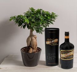 Interflora ficus