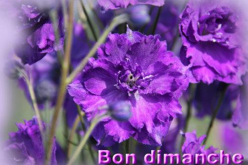 Delphinium dimanche