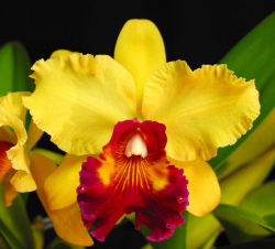 Orchids Cattleya