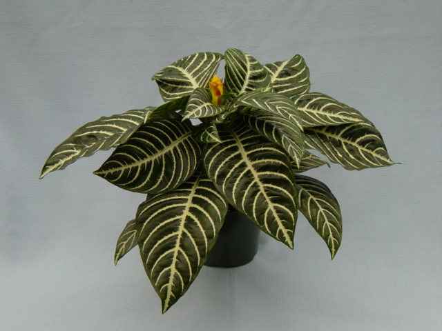 Aphelandra plante