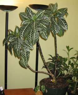 Aphelandra-squarrosa