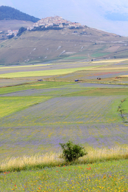 Castellucciodinorcia 8