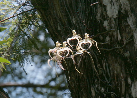 Orchidée fantôme Dendrophylax lindenii