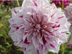 Dahlia 04