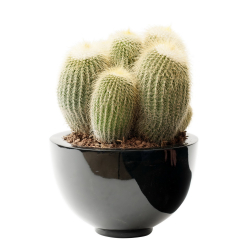 Cactus _02